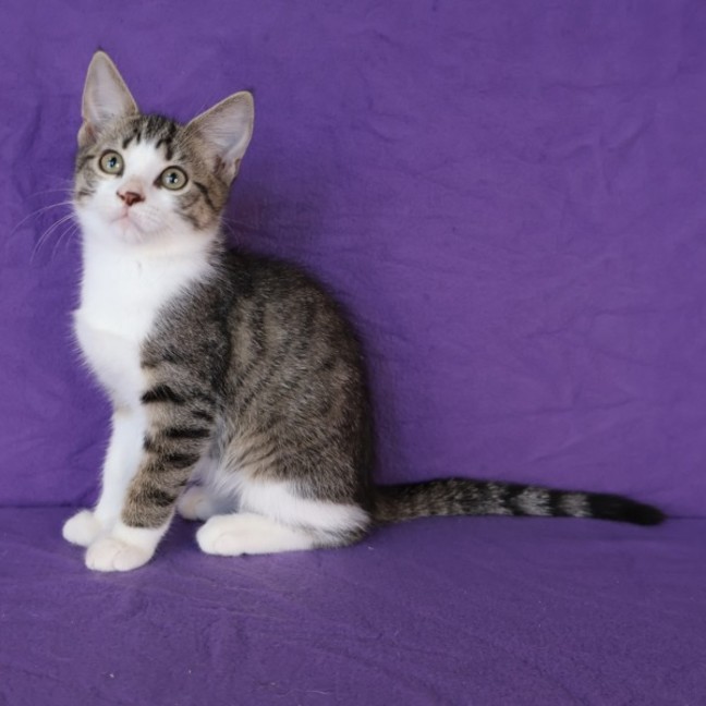 Photo of Dax