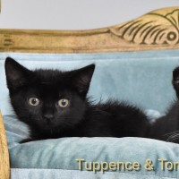 Photo of Tuppence