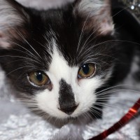 Photo of Foxtrot