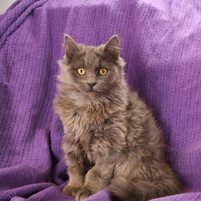 Photo of Asimov