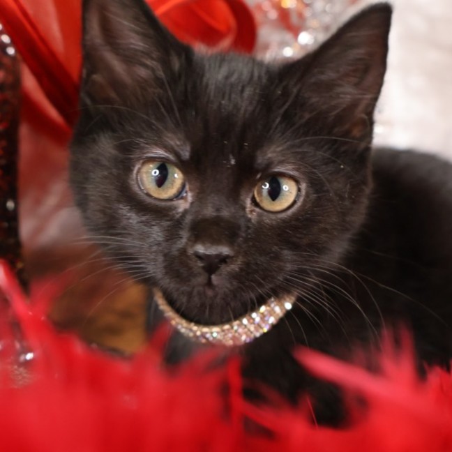 Photo of Nugget