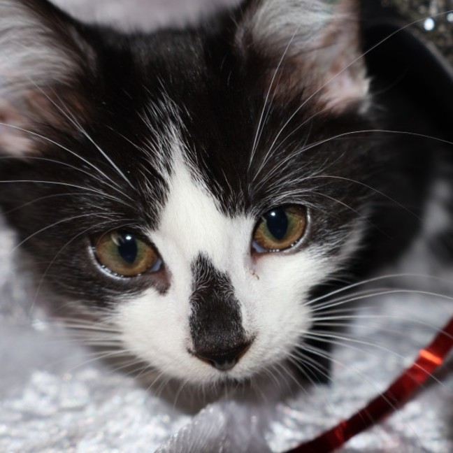 Photo of Foxtrot
