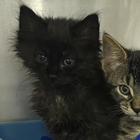 Photo of Oliver   Located In Kew