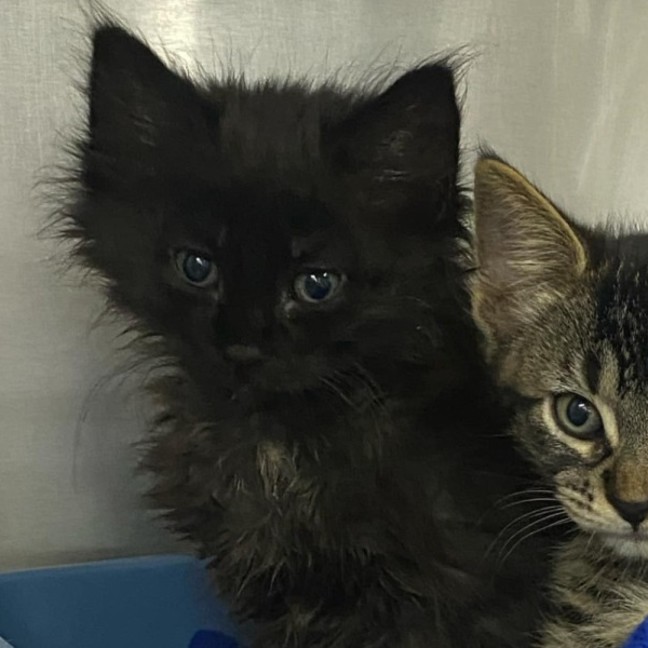 Photo of Oliver   Located In Kew