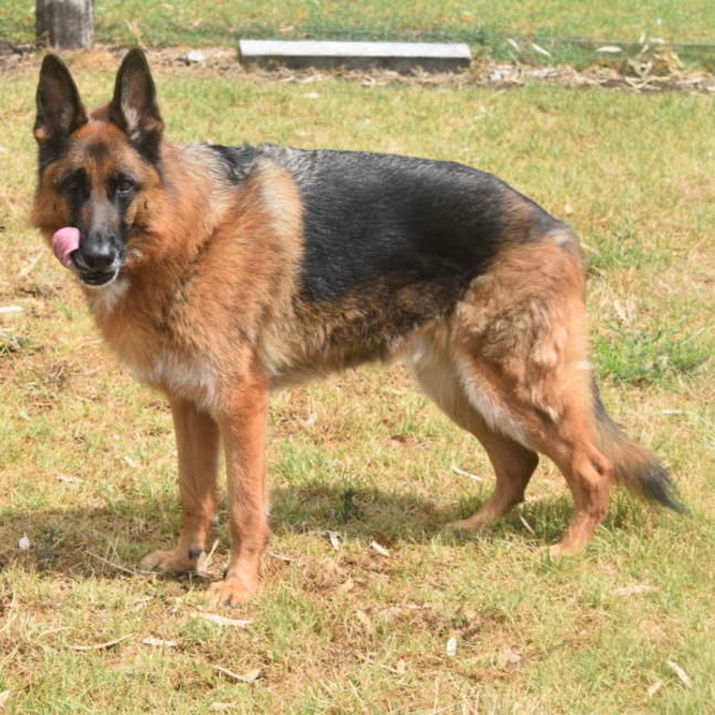 Photo of Toshi
