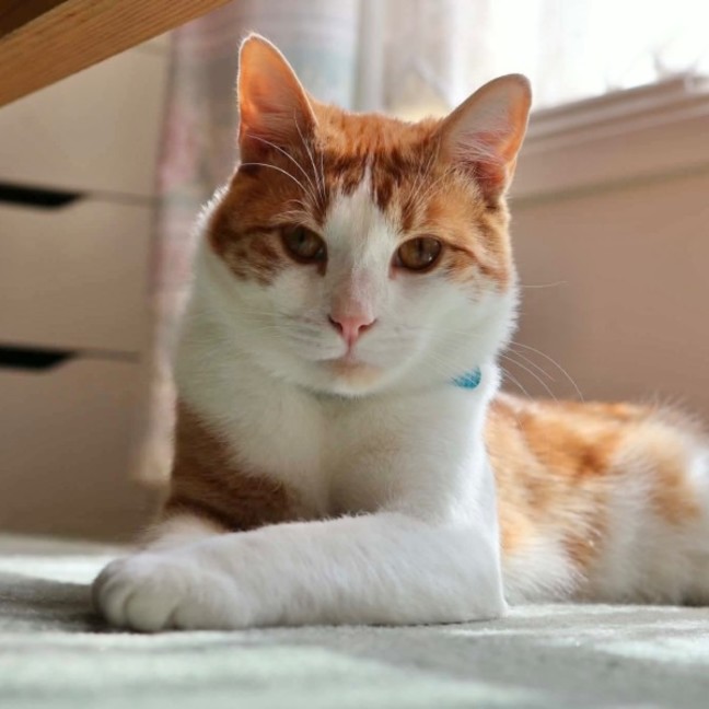 Photo of Mac