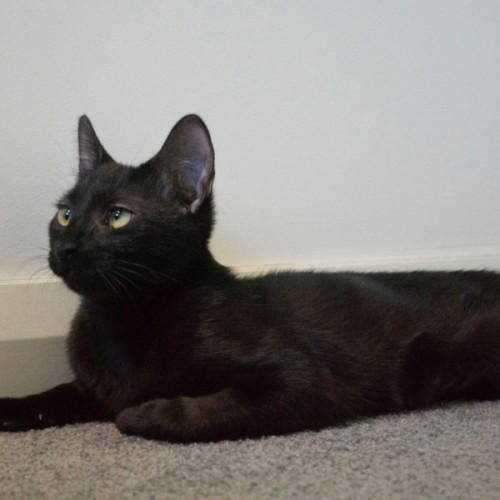 Mirin - Domestic Short Hair (DSH) Cat