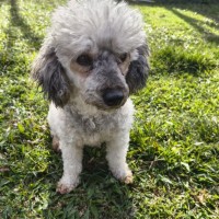 Photo of Luna
