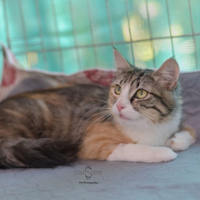 Photo of Abigail **2nd Chance Cat Rescue**