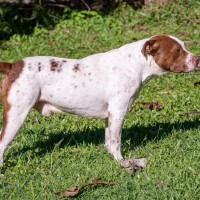 Photo of Caesar