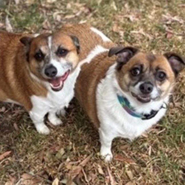 Photo of Bella & Rocky 