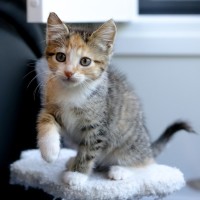 Photo of Skittles
