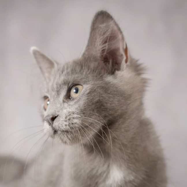 Photo of Mystery Saja