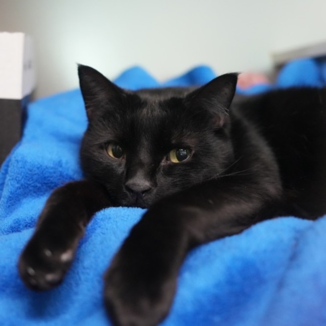 Photo of Dewey