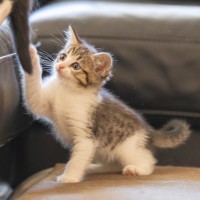 Photo of Tabby Mc Tat
