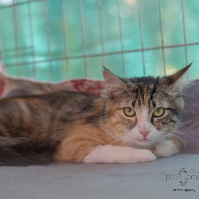Photo of Abigail **2nd Chance Cat Rescue**
