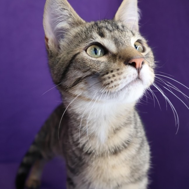 Photo of Pecan