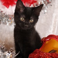 Photo of Nugget