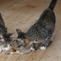 Photo of 💖Sage💖