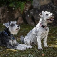 Photo of Stella & Flash   Bonded Pair Female & Male