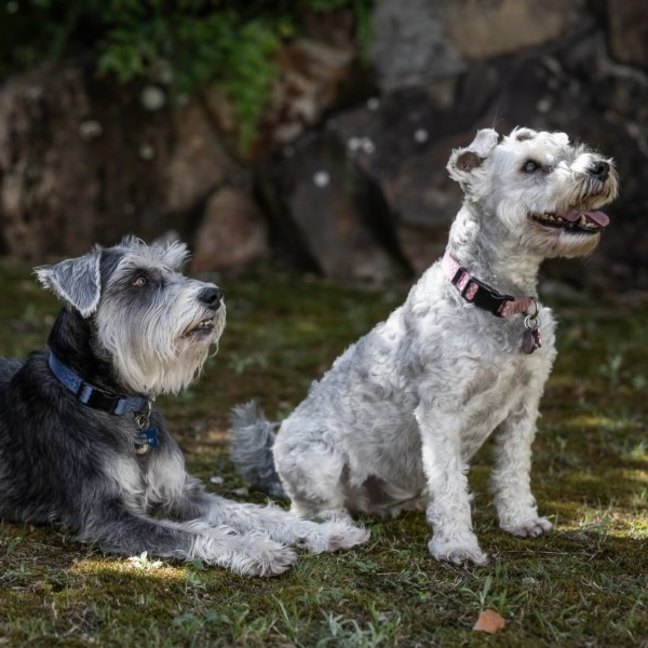 Photo of Stella & Flash   Bonded Pair Female & Male