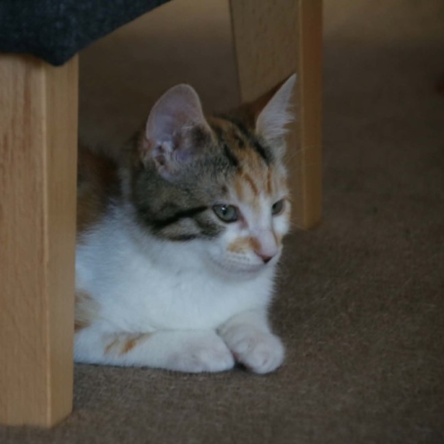 Photo of Harman   Meet Me @ Petstock Prahran 15 Feb