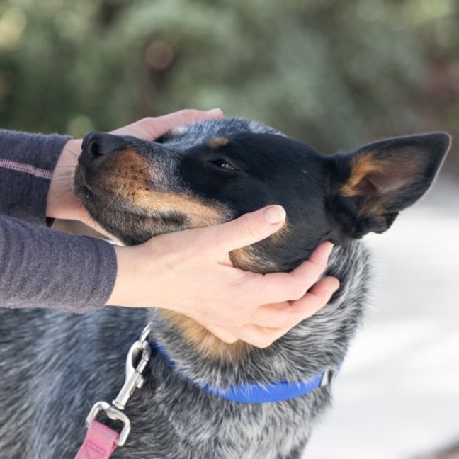 Photo of Ranger