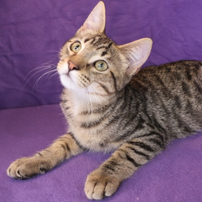 Photo of Pecan