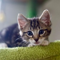 Photo of 🍞 Toast 🍞