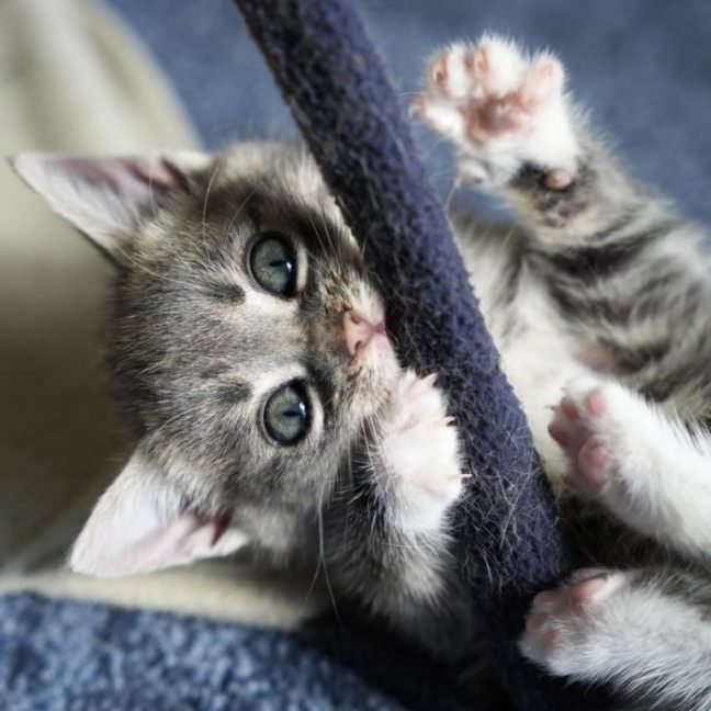 Photo of Pip