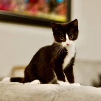 Photo of 🖤 Sylvester 🖤