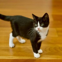 Photo of 🖤 Sylvester 🖤