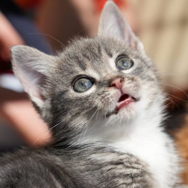 Photo of Pip