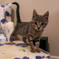 Photo of C1332 Jellybean