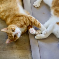 Photo of 💜 Nutmeg 💜