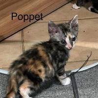 Photo of Poppet
