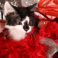 Photo of Tango