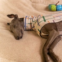 Photo of Hodgie The Greyhound