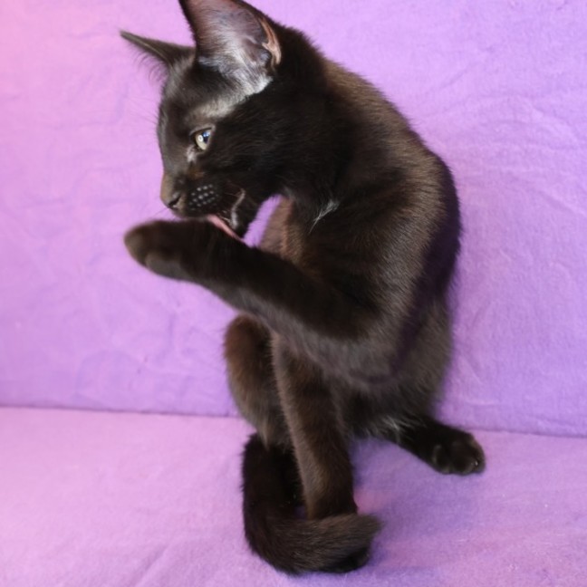 Photo of Cashew