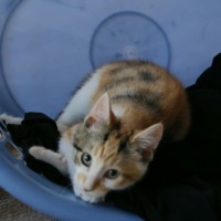 Photo of Harman   Meet Me @ Petstock Prahran 15 Feb