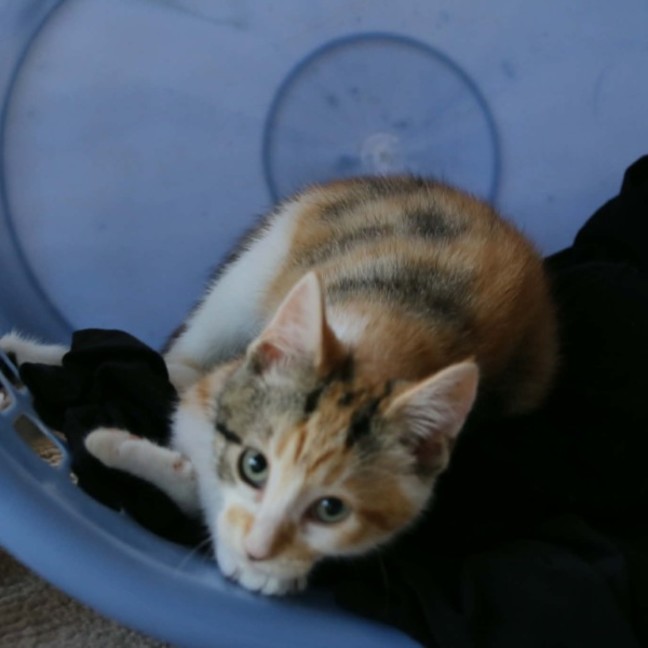 Photo of Harman   Meet Me @ Petstock Prahran 15 Feb