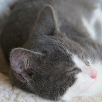 Photo of Blueberry