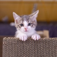 Photo of Superintendent Chalmers