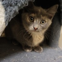 Photo of Dumpling
