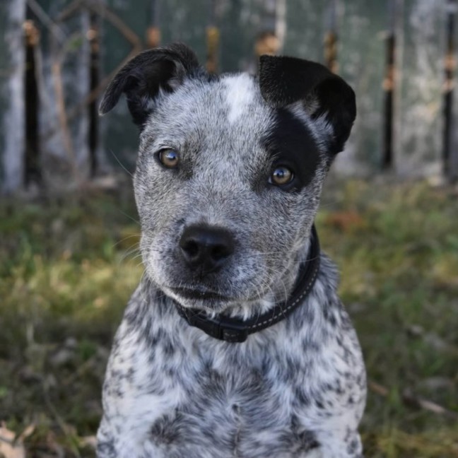 Photo of Doc