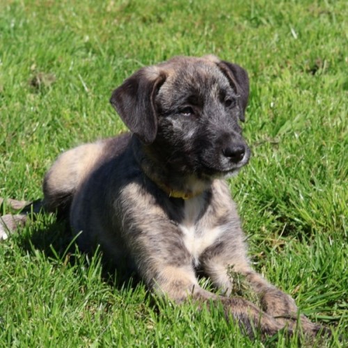 Wild Nephin - Irish Wolfhound Dog