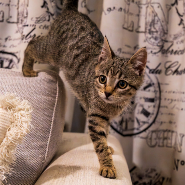 Photo of C1332 Jellybean