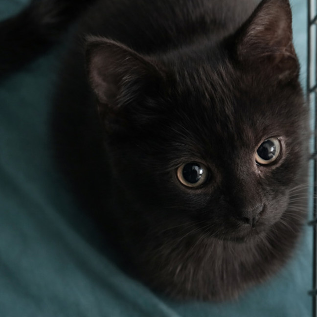 Photo of Boterchelli *9 Lives Project Rescue*