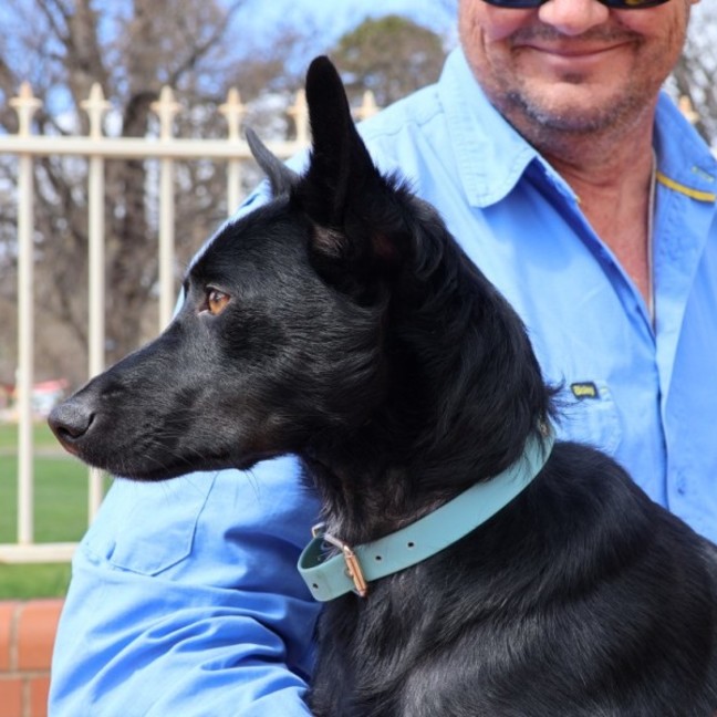 Photo of Gypsy