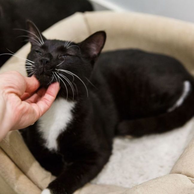 Photo of Jimmy *9 Lives Project Rescue*